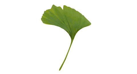 tebokan_ginkgoblatt_logo_quer
